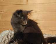 Kocięta Mco Maine coon niebieskie srebrne dymne fpl ccf