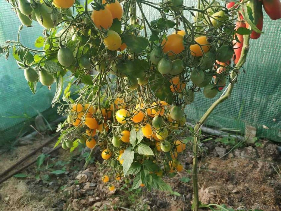 Pomidory megagroniasty żółty pokarm dla rybek