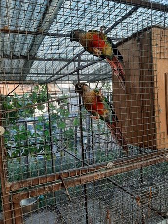 попугаї піррури зеленолиці