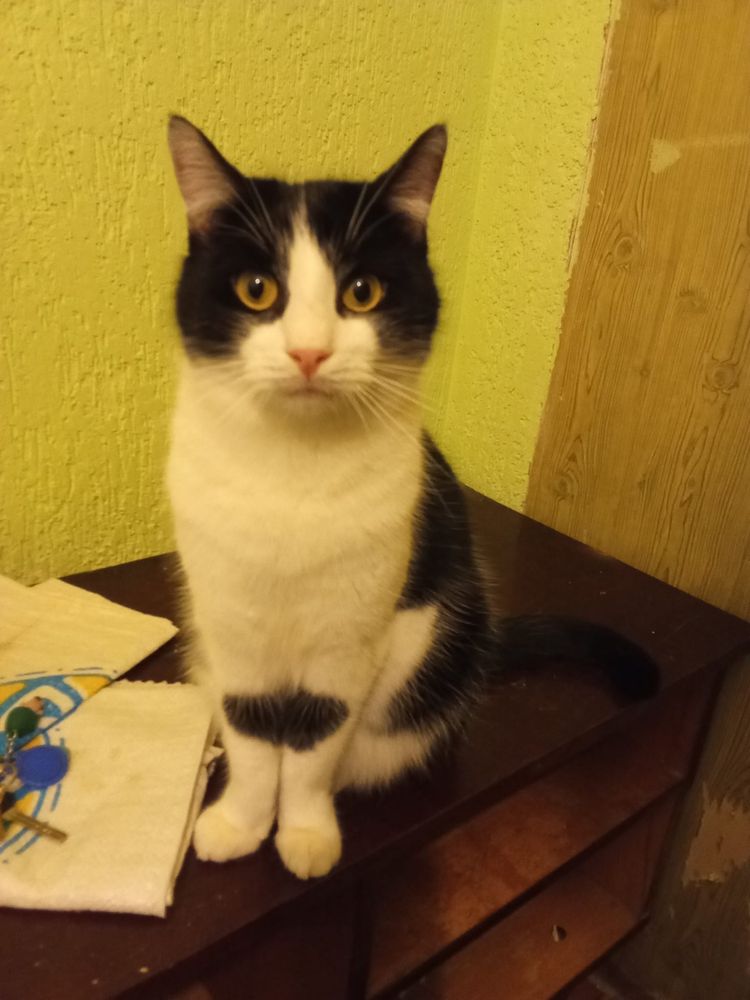 Do pilnej adopcji