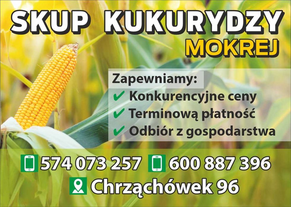 Skup kukurydzy mokrej