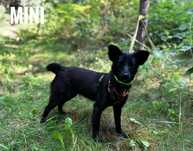 Malutka, 6 kg, 1 rok. Mini adopcja