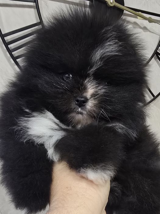 Szpic miniaturowy pomeranian