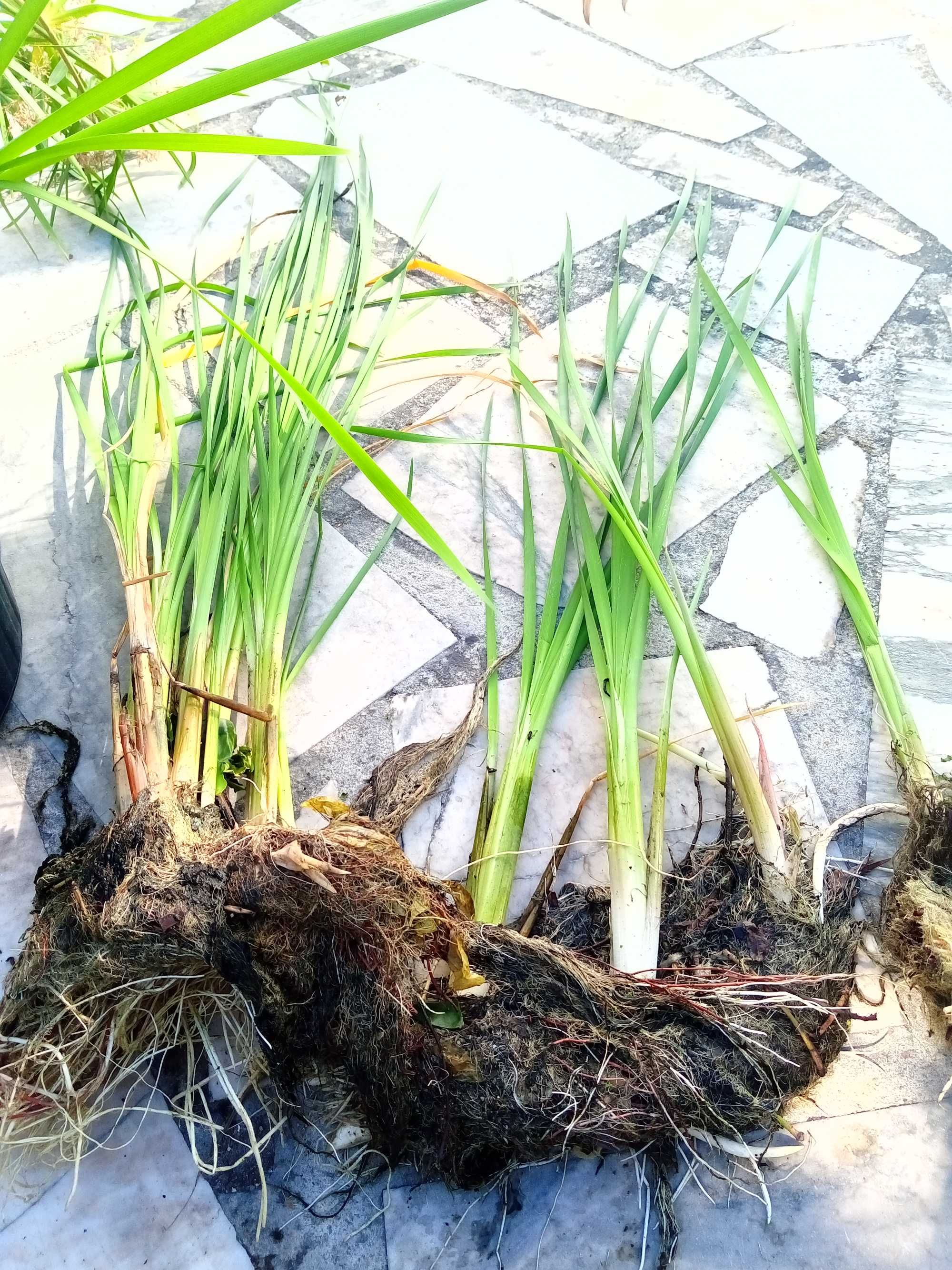 Figueira Pingo de Mel . plantas aquáticas para lagos