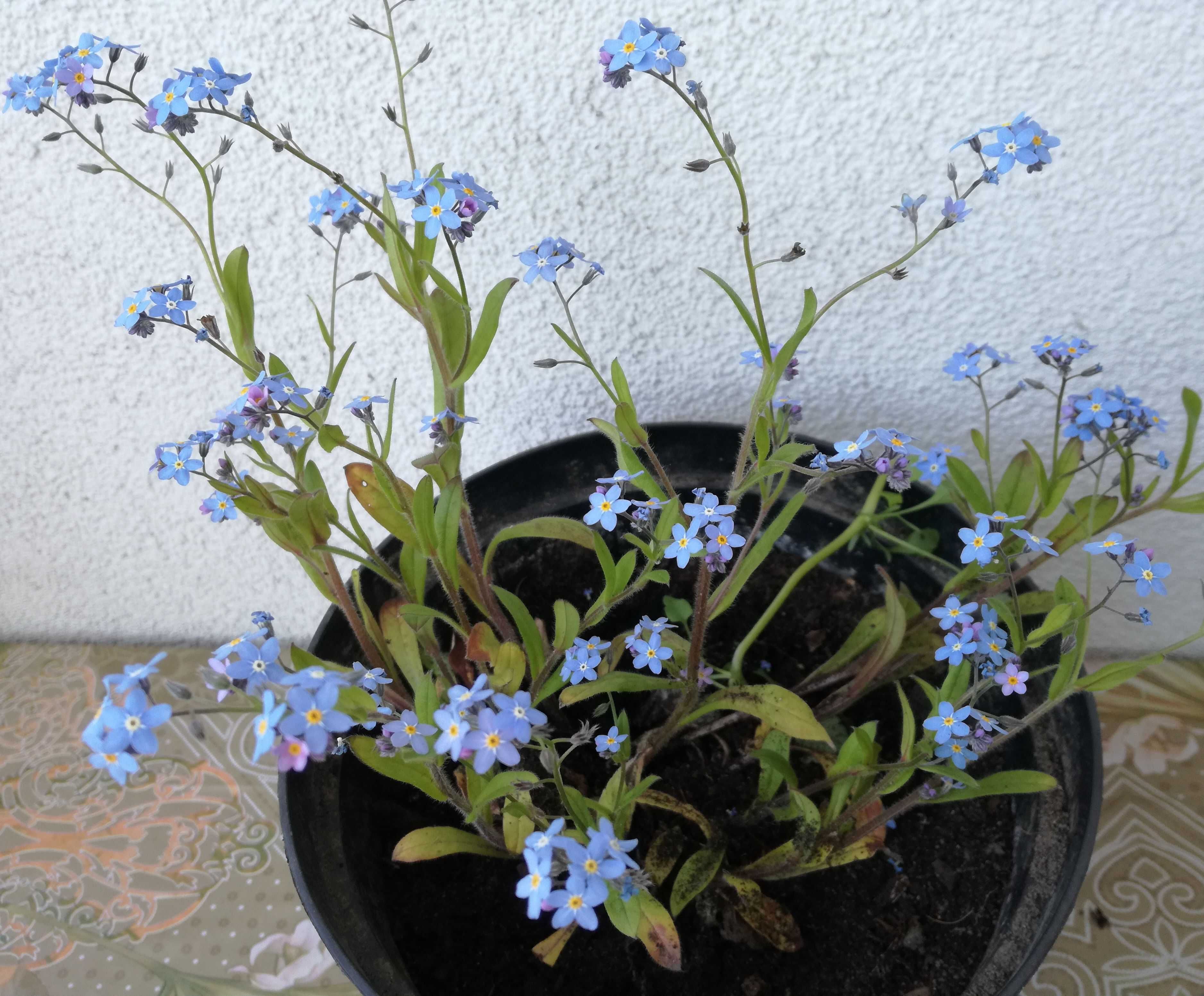 Niezapominajki niebieskie kwiatki.Roślina wieloletnia,mrozoodporna.