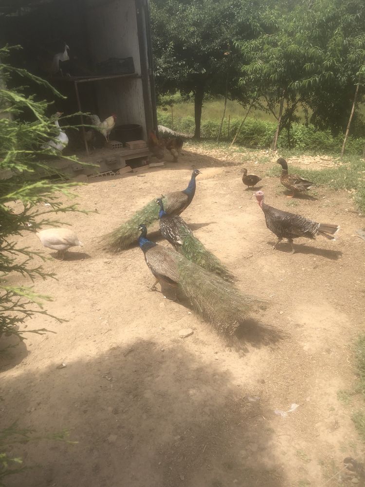 Vendo ou troco estes animais…