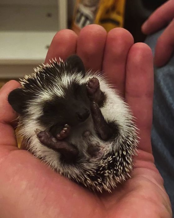 Młode Jeżyki Pigmejskie