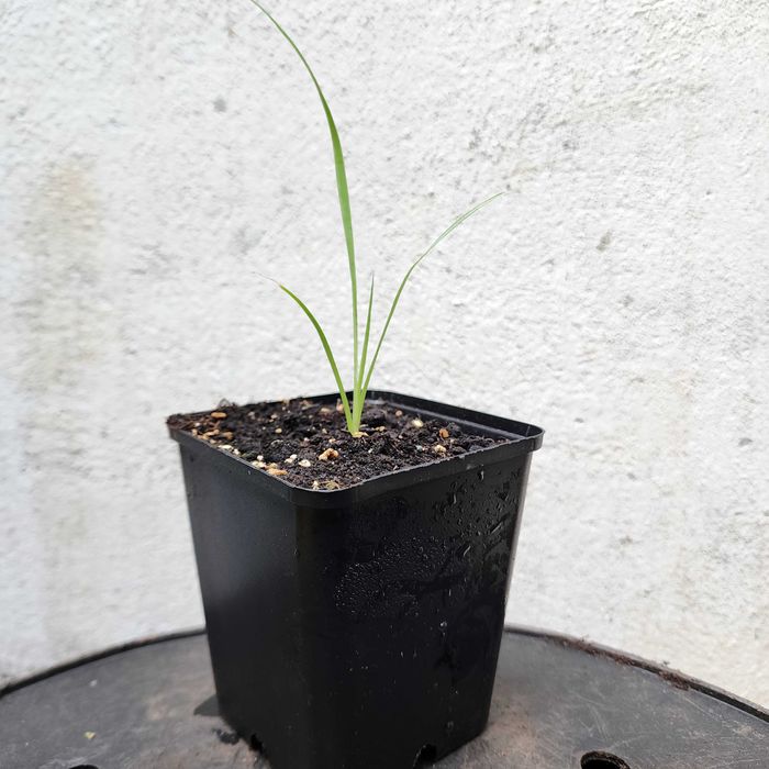 Juka Yucca rostrata – sadzonka 10–20 cm z doniczką 9x9 cm