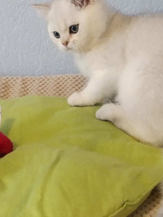 Пухнастий релаксик