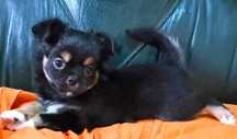 Chihuahua Macho, Cor Preto afogueado. Pêlo comprido. LOP.