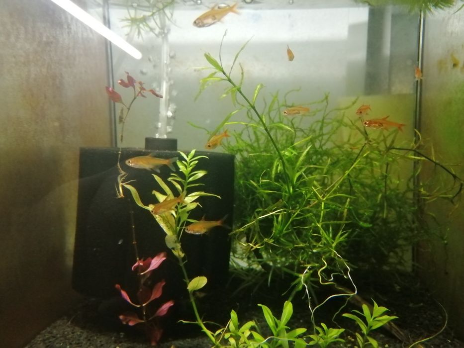 Bystrzyk  amandy (poziomkowy)