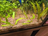 Cryptocoryne wendtii green