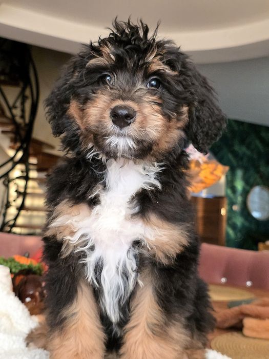 Aussie doodle sliczna dziewczynka