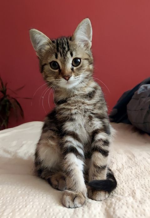 Кошенята шукають люблячих батьків