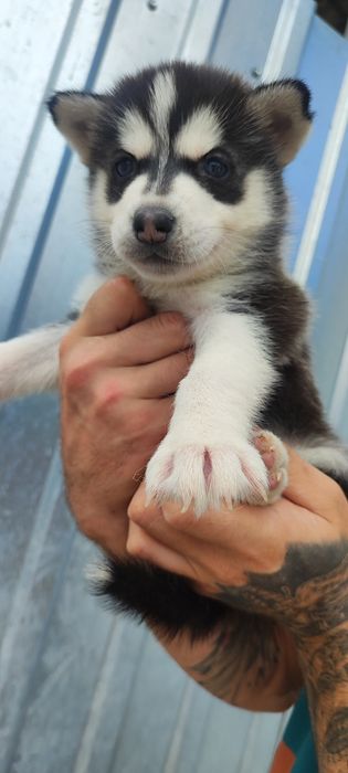 Класный малыш ! Голубые глаза