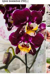 Орхидея Бернадетта реанимашка