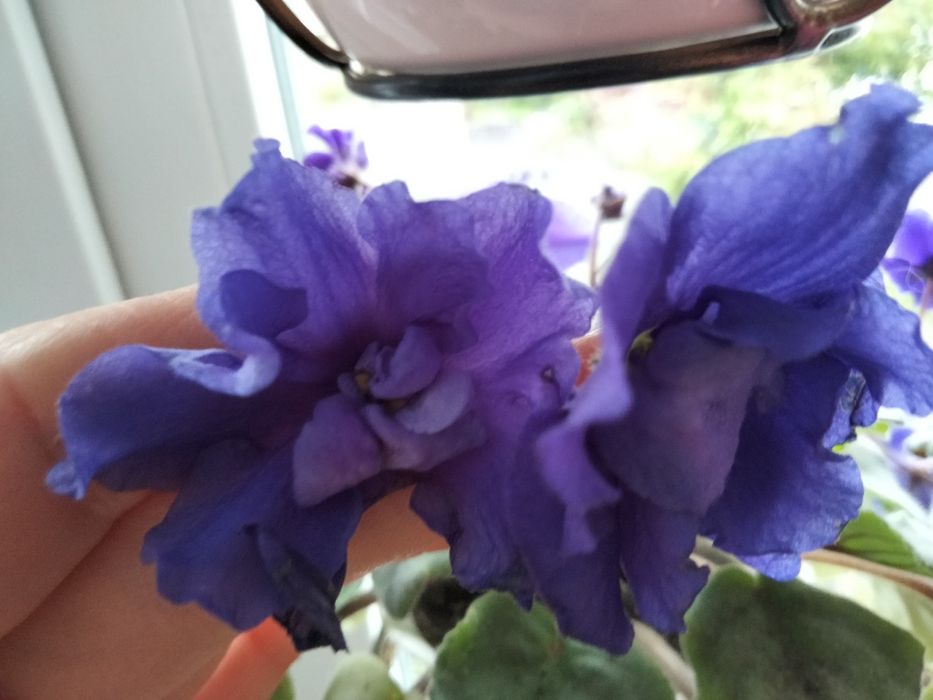 Фіалки.   квітучі