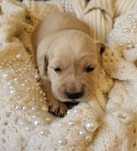Golden retriever suczka