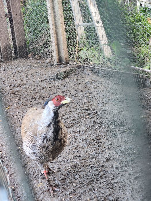 Faisões prateados e coleira