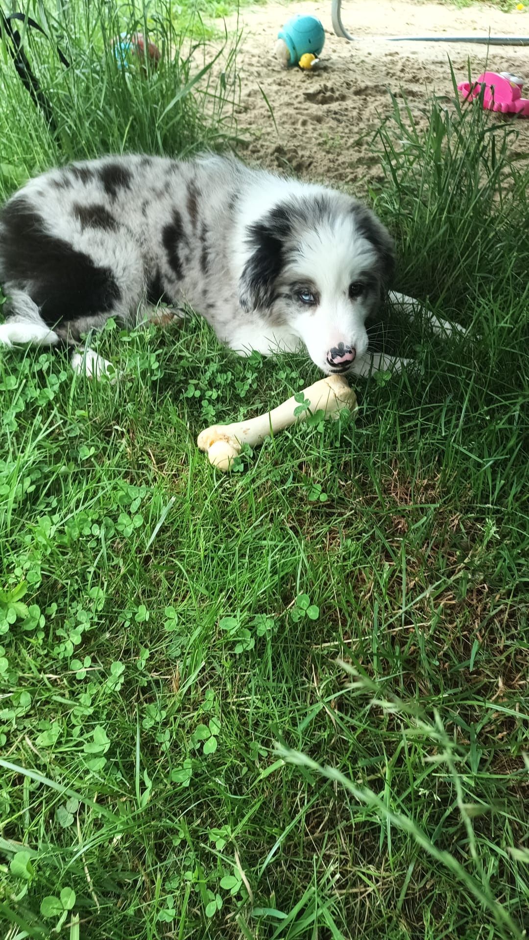 Szczeniak border collie ZKWP FCI