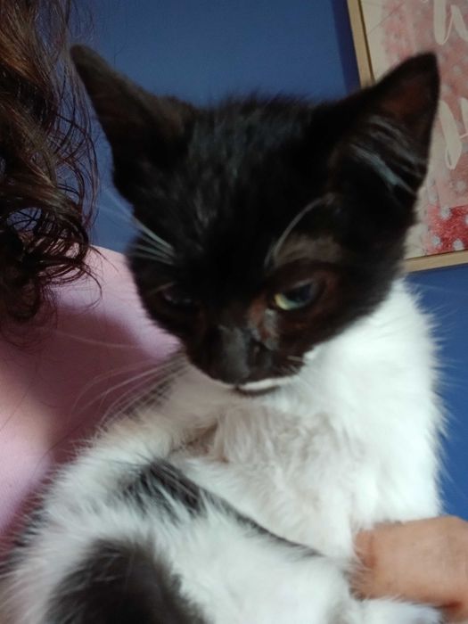 Gatinhos para adoção