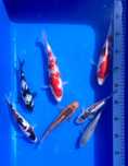 Oryginalny japan koi , karp koi , nishiki goi import Japonia