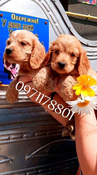 Гарна пропозиція для Вас.
Чистокровні Англійські кокер-спанієлі