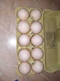 Jaja lęgowe kaczek francuskich