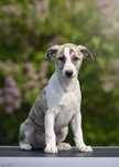 Chart Angielski whippet