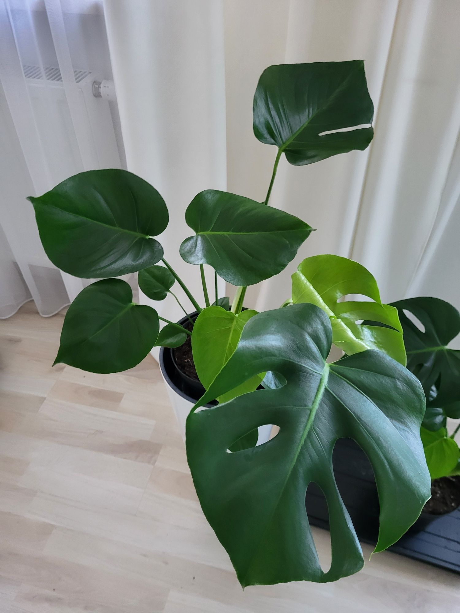 Monstera  około 80-90cm