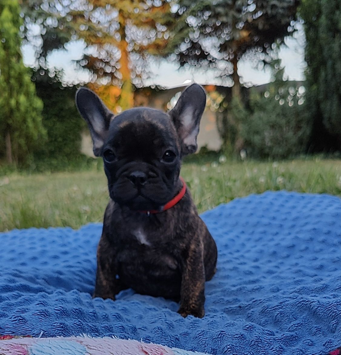 Buldog francuski,dziewczynka ZKwP/ FCI