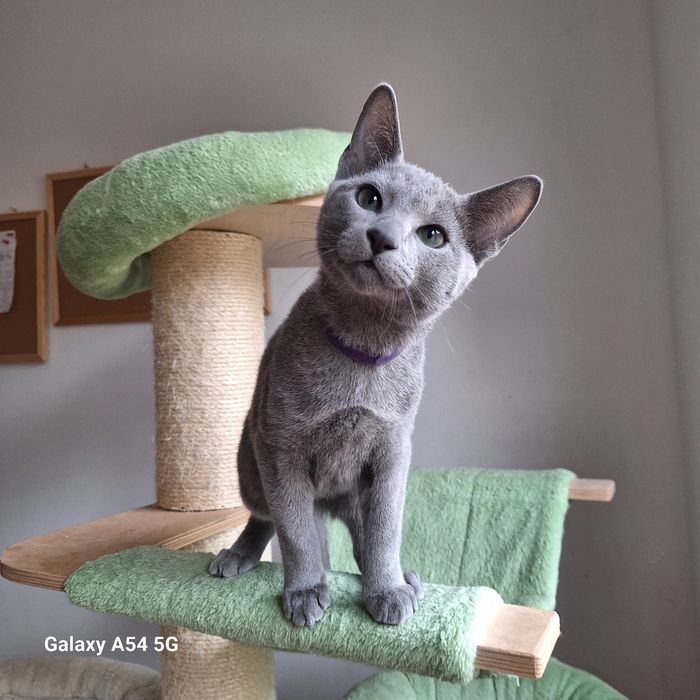 Kocurek rosyjski niebieski