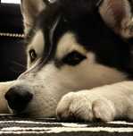Piękny Husky z rodowodem