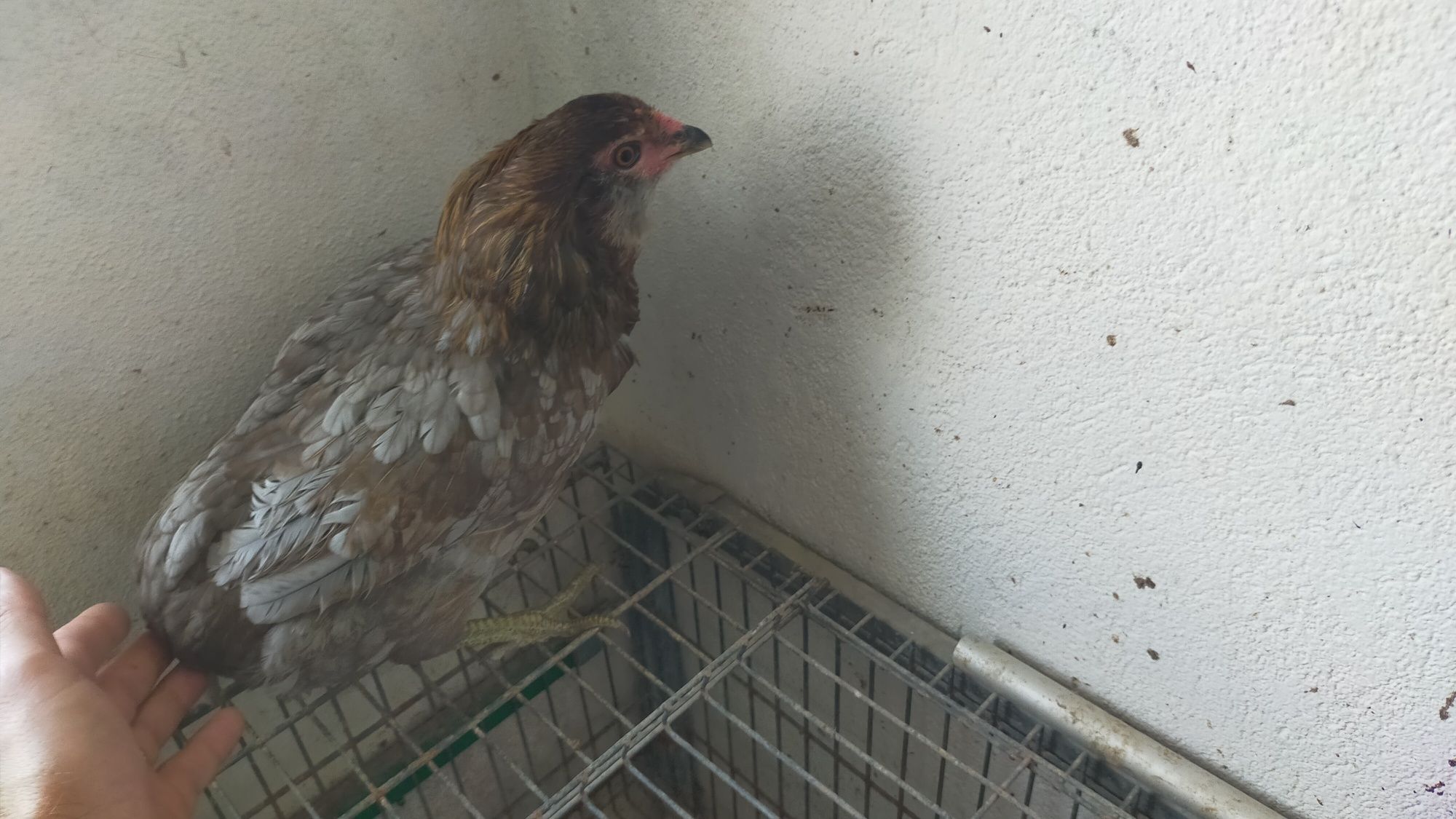 Galinha Araucana