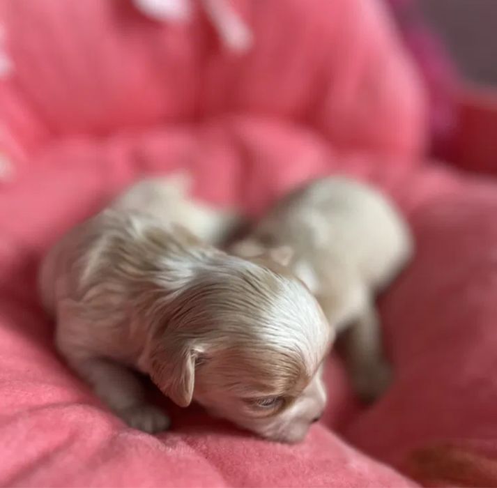 Милые Мальтипу Днепр Мальтипу болонка Мальтипу гипоаллергенный