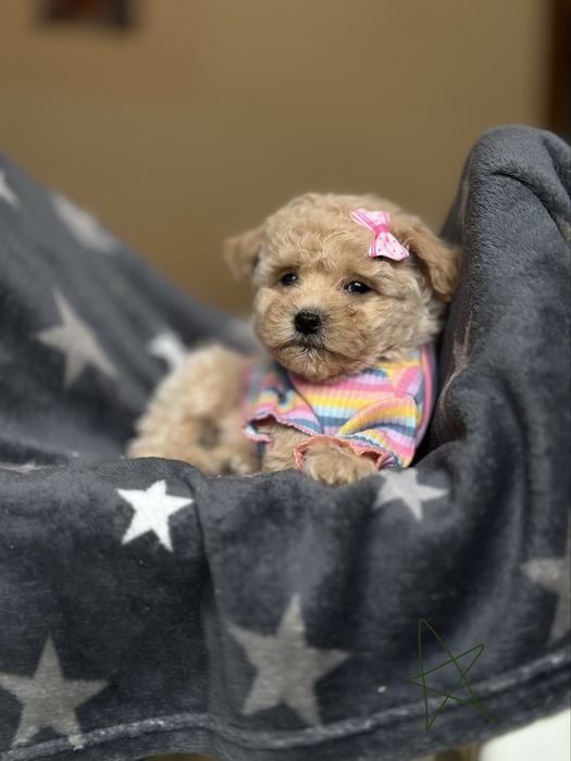 Мальтипу, мальтіпу дівчатка самі гарні. Бейбі фейс