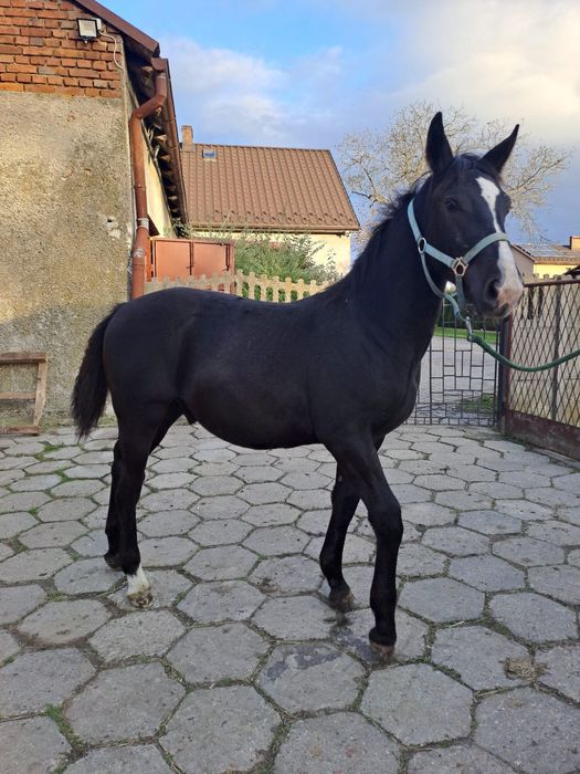 Sprzedam ogierka Śląskiego