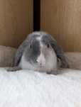 Królik mini lop, baranek miniaturka
