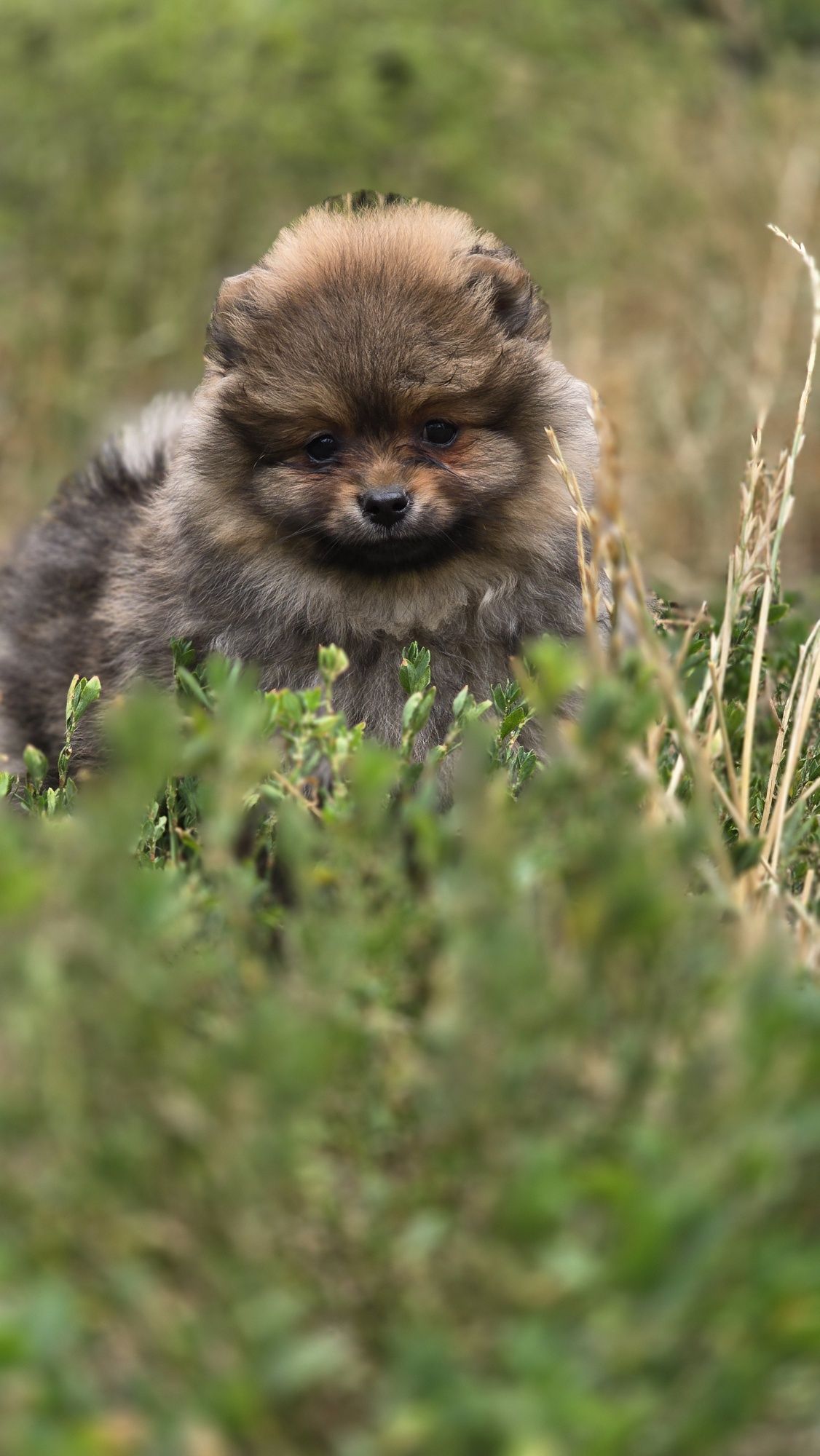 Pomeranian cudowna suczka