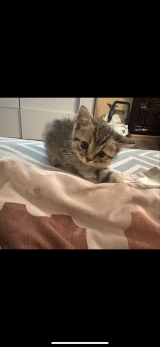 Породисті прямовухі котята