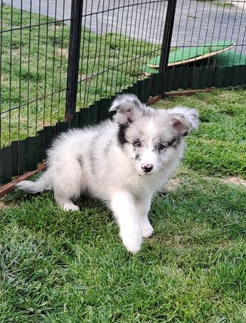 Border collie - piesek z metryka ZKwP po Championach