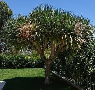 Dragoeiro - Dracaena draco em vaso - Lote de 2 plantas