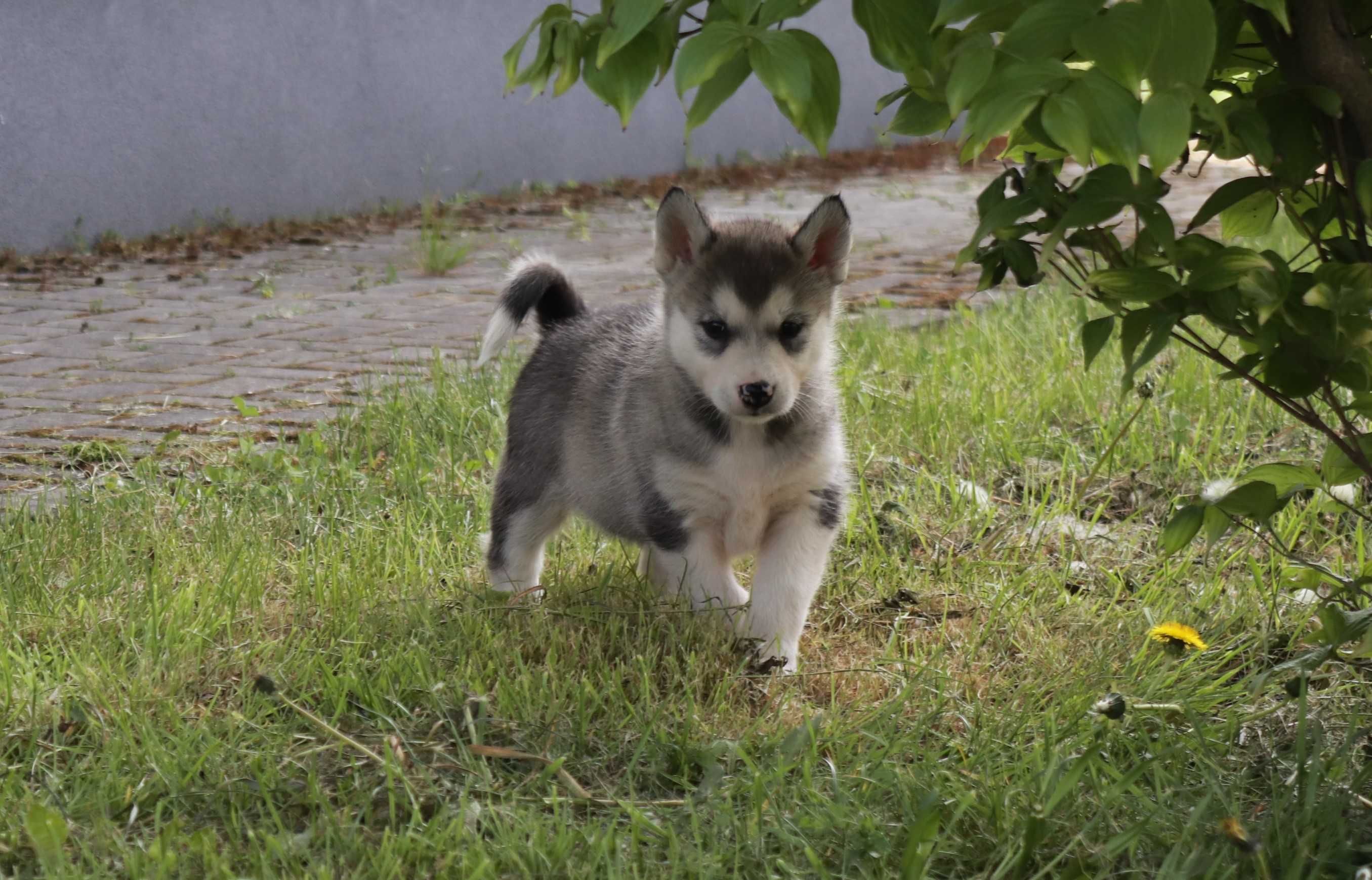 Alaskan Malamute Suczka Mela