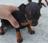 Pinscher miniatura