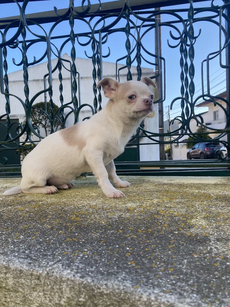 Chihuahua  macho mini excelente lhos verdes