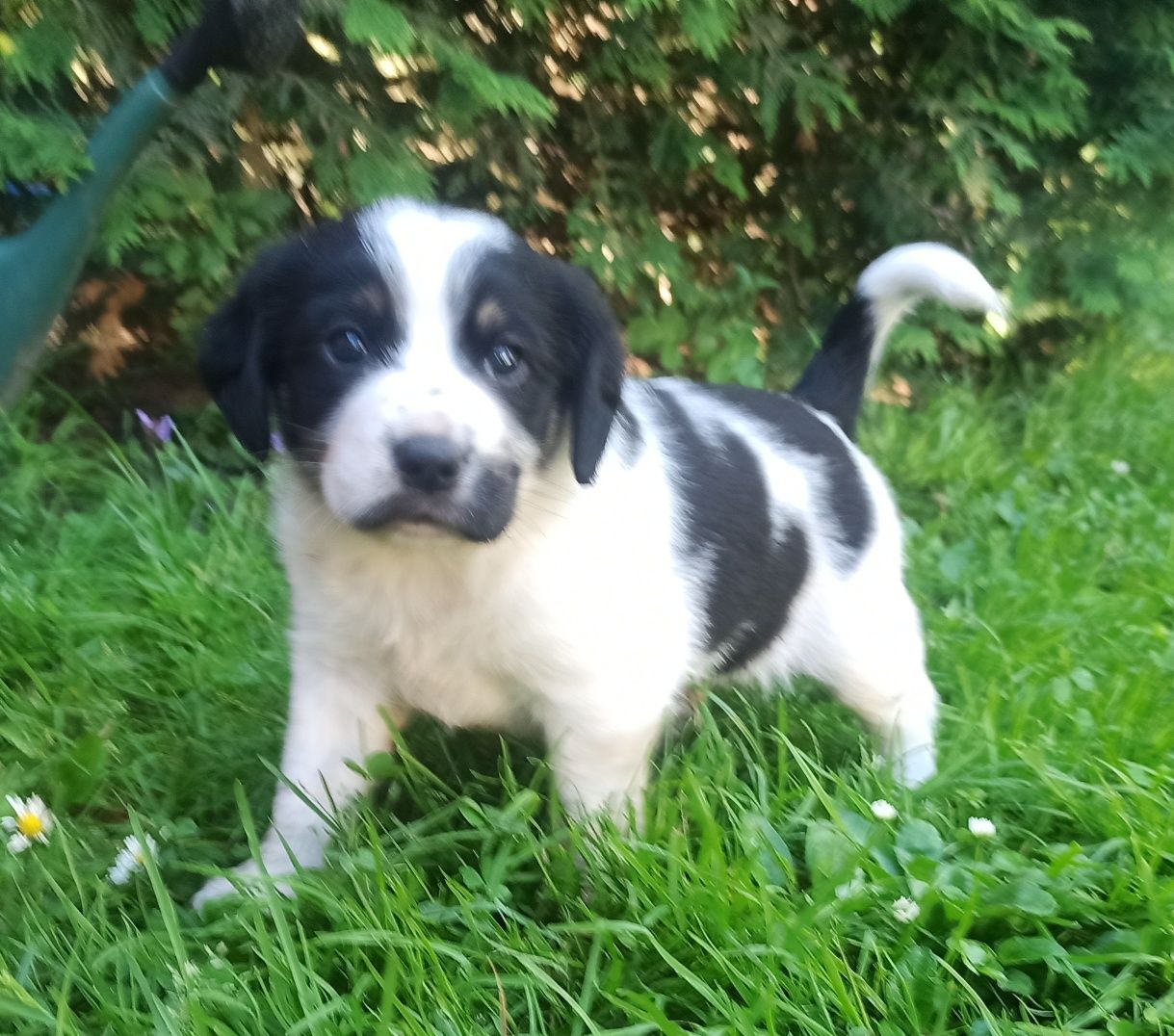 Oddam tylko w dobre ręce. Trzy psy będą niewysokie.
Za cenę odrobacze
