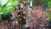 Ludwigia sp mini super red/Rośliny akwariowe w koszyczkach