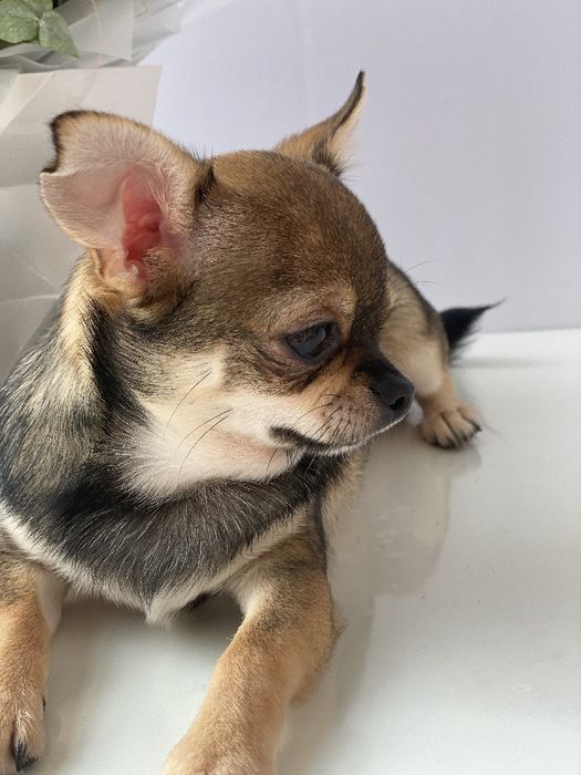 Чіхуа хлопчик гарнесенький