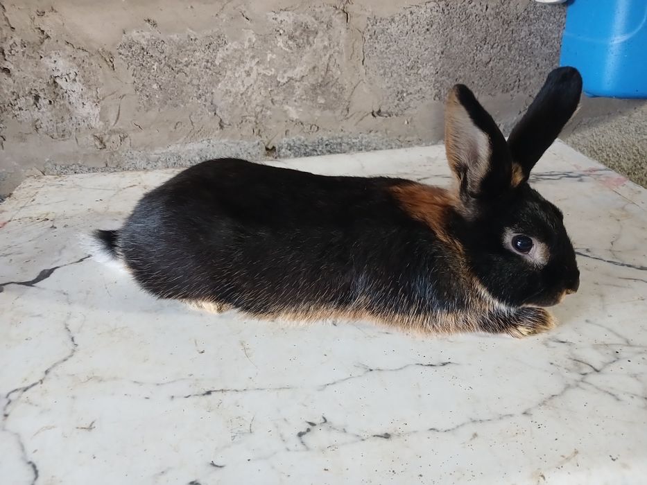 Кролики декоративные домашние