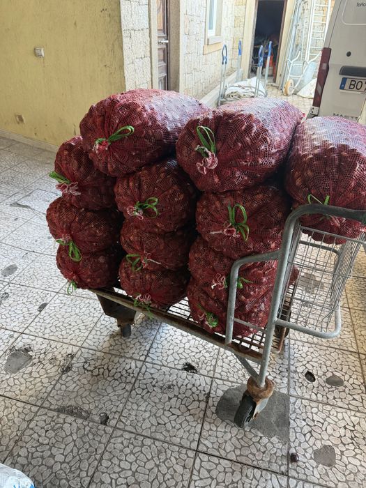 Castanhas judia grossa